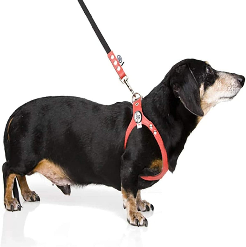 Harnais BUDDY BELT Pebble Grain Bleu, vue dos, maintien sûr pendant les promenades actives.