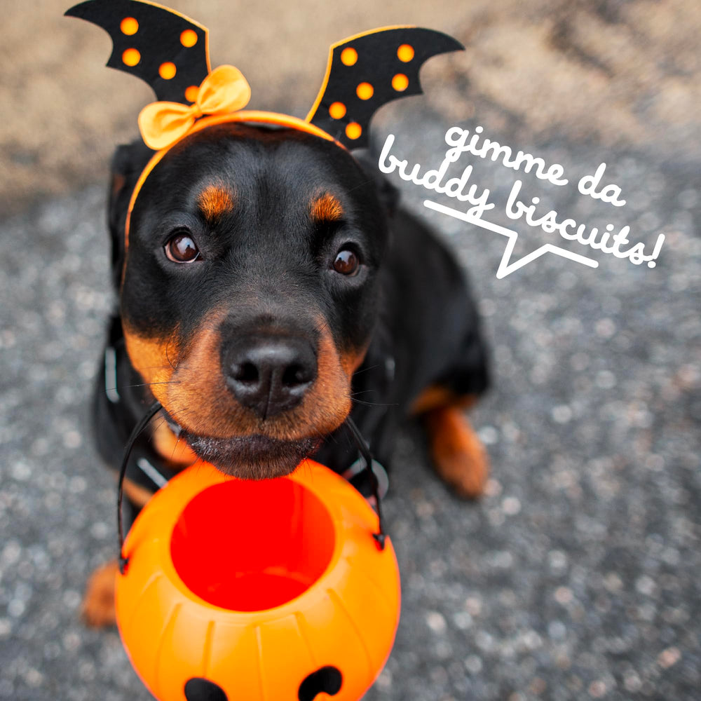Buddy Biscuits: gingerkid, détail amusant apprécié par les chiens.