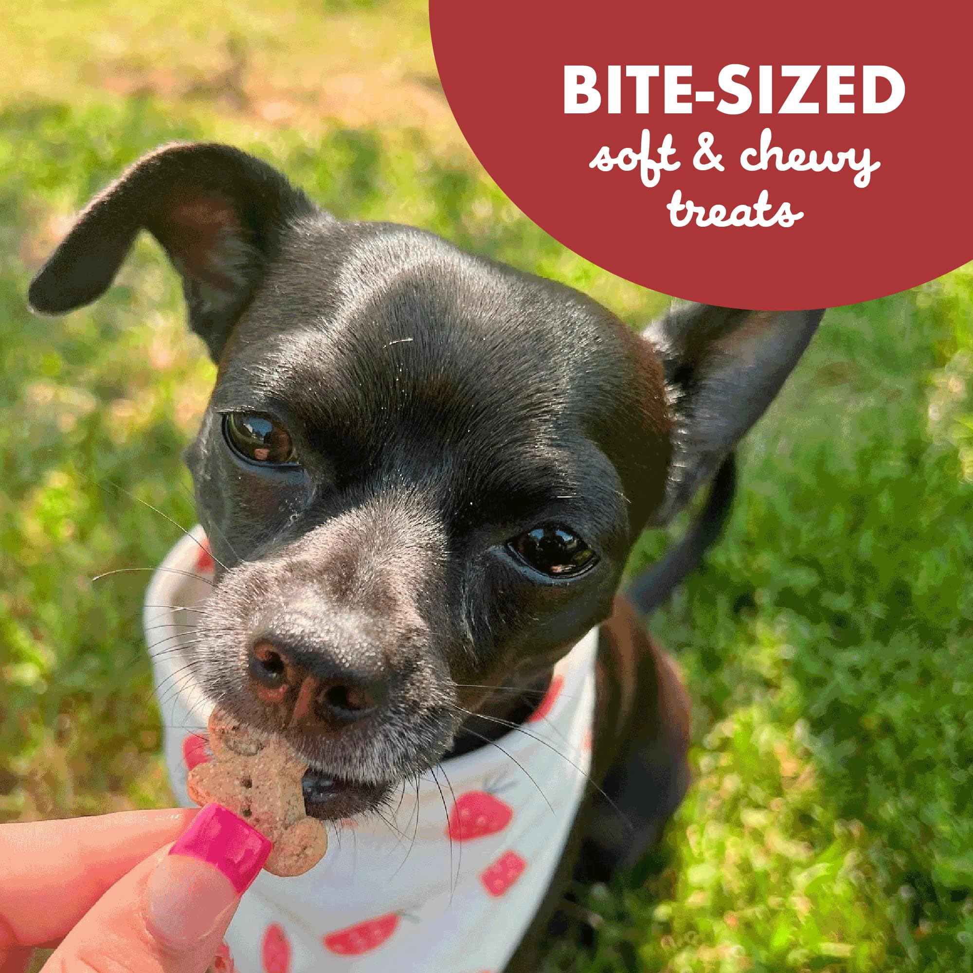 Buddy Biscuits Softies cuisson au four, fabrication aux États‑Unis