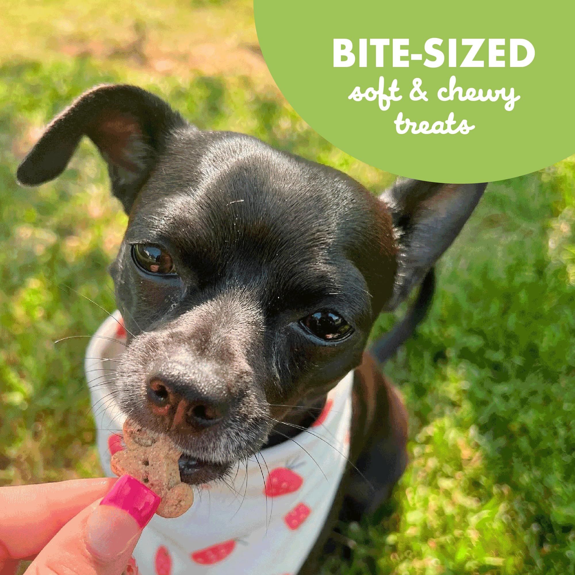 Fabriqué aux États‑Unis: qualité Buddy Biscuits