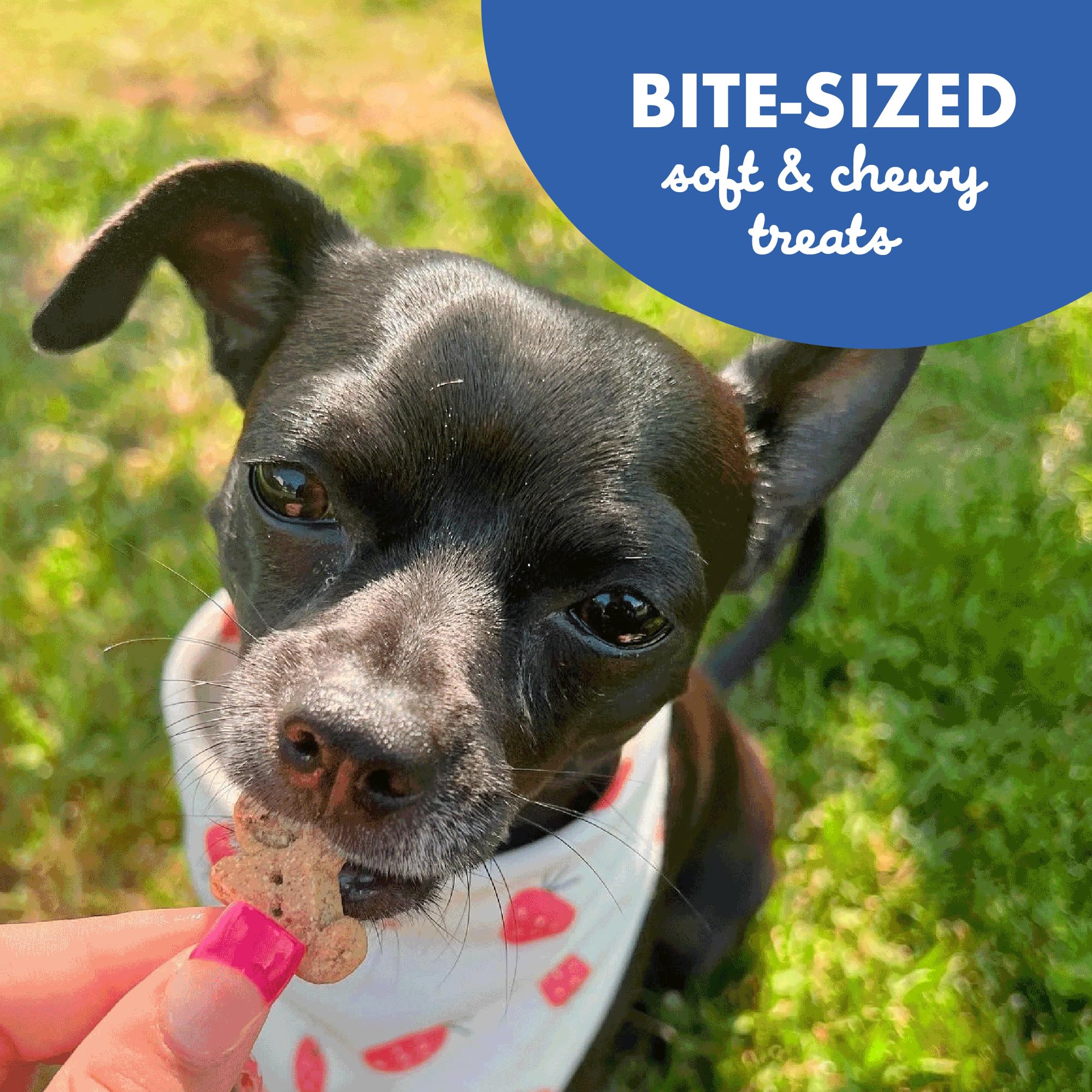 Recette maison de Buddy Biscuits Softies, goût bacon-fromage irrésistible.