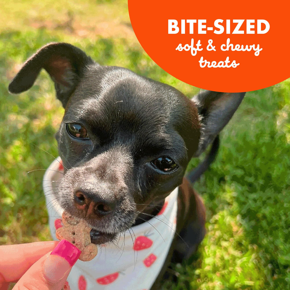 Buddy Biscuits – petites bouchées faciles à mâcher pour chiens de toutes tailles