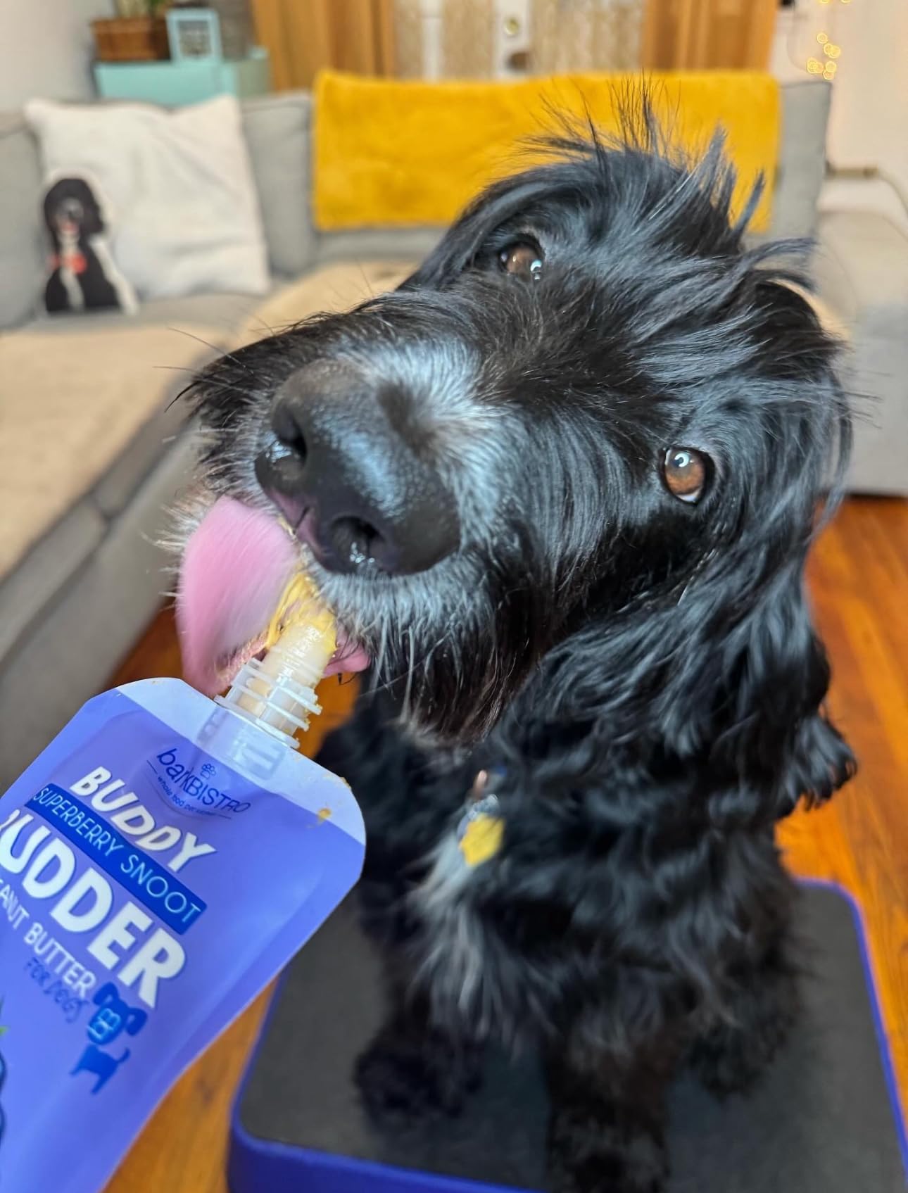 BUDDY BUDDER texture lisse, convient comme récompense rapide lors du dressage