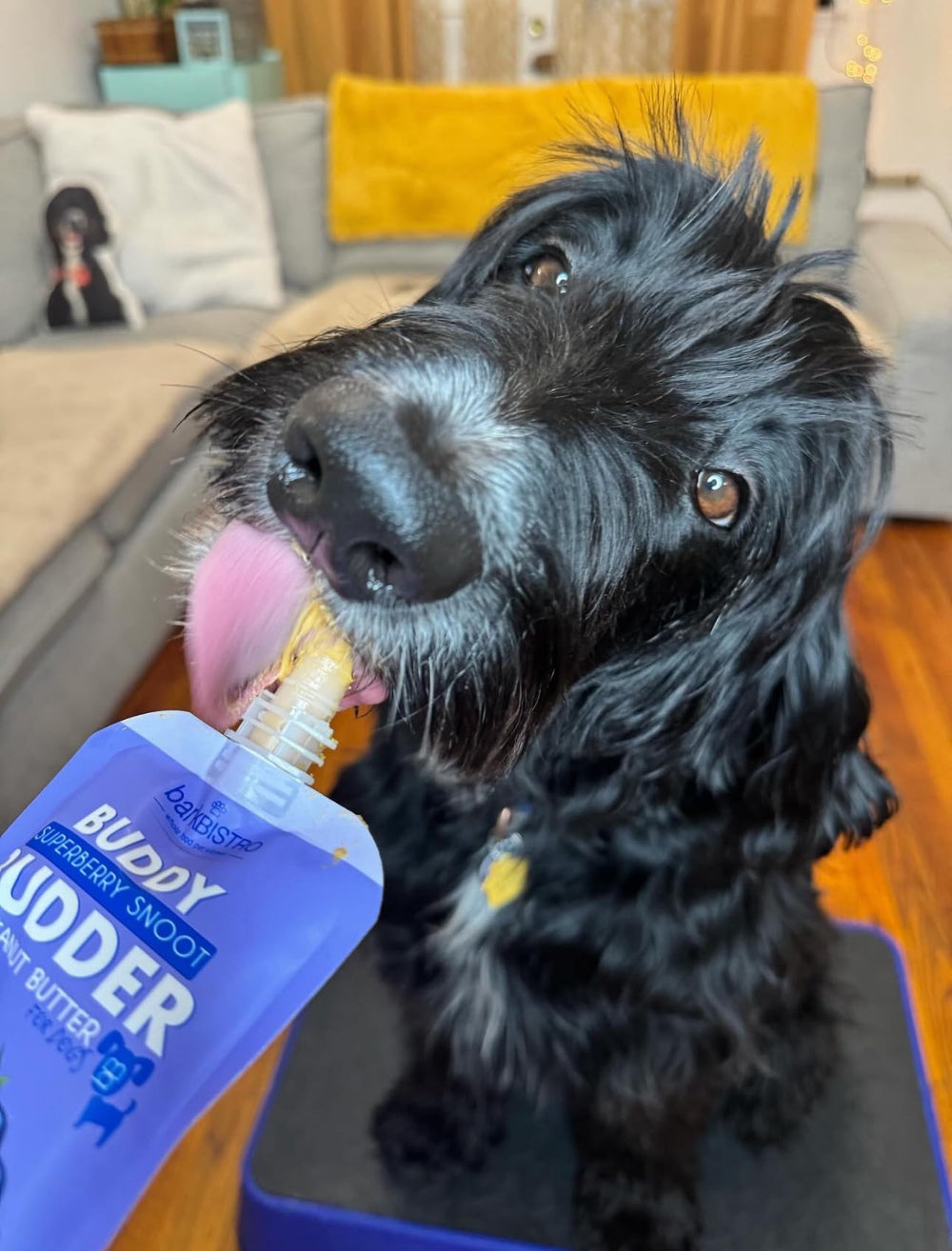 BUDDY BUDDER texture lisse, convient comme récompense rapide lors du dressage