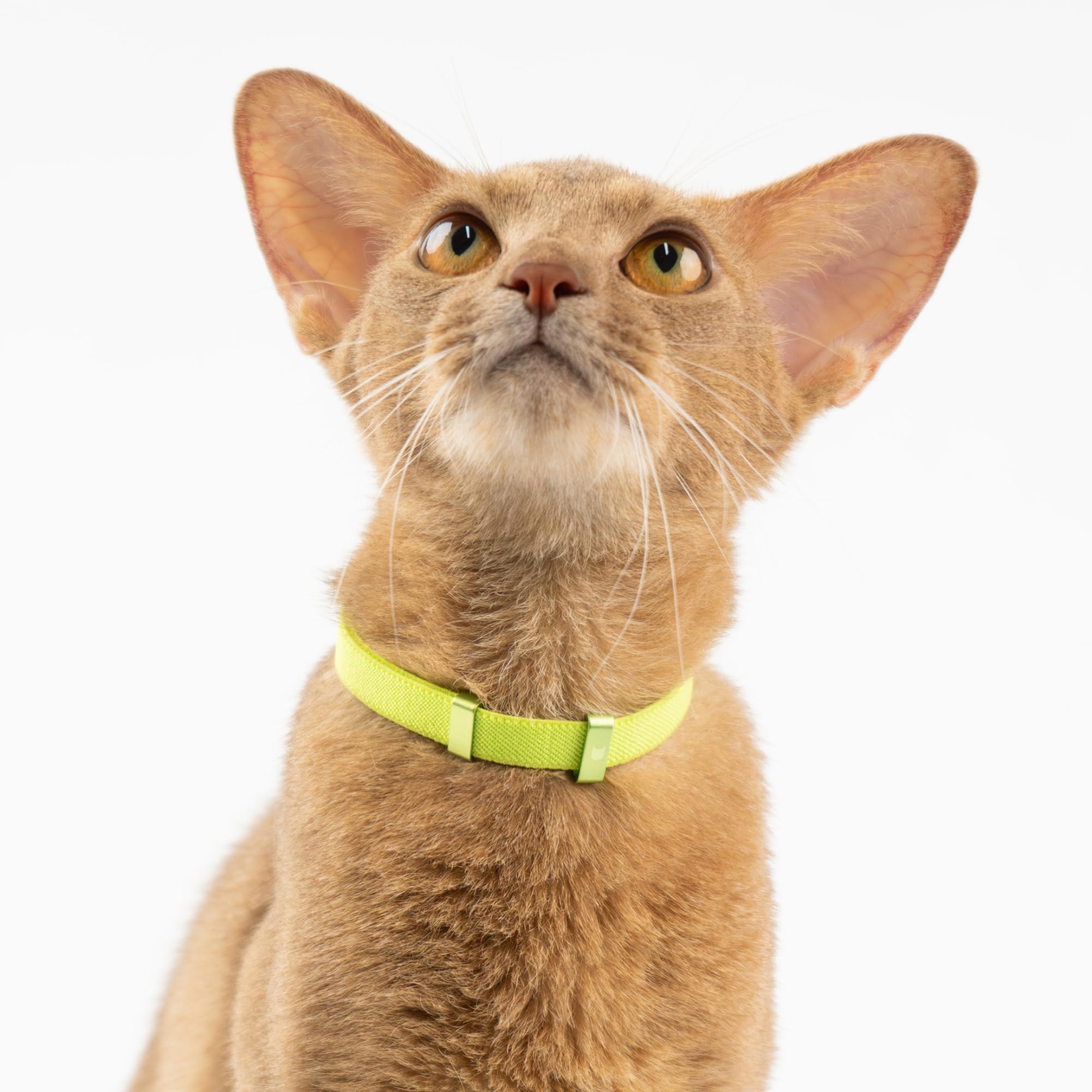 Ajustable 6–12 pouces pour chats et chatons.