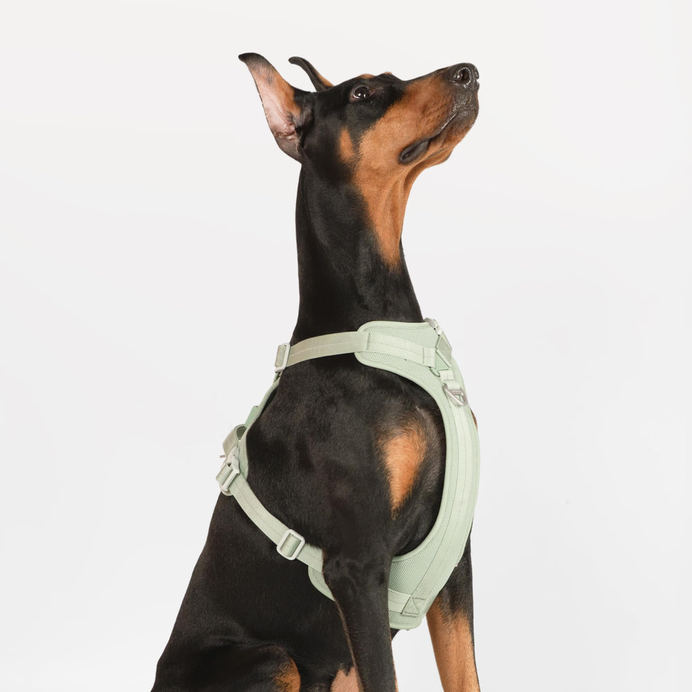 Harnais BuddyArmor doublure rembourree douce pour confort