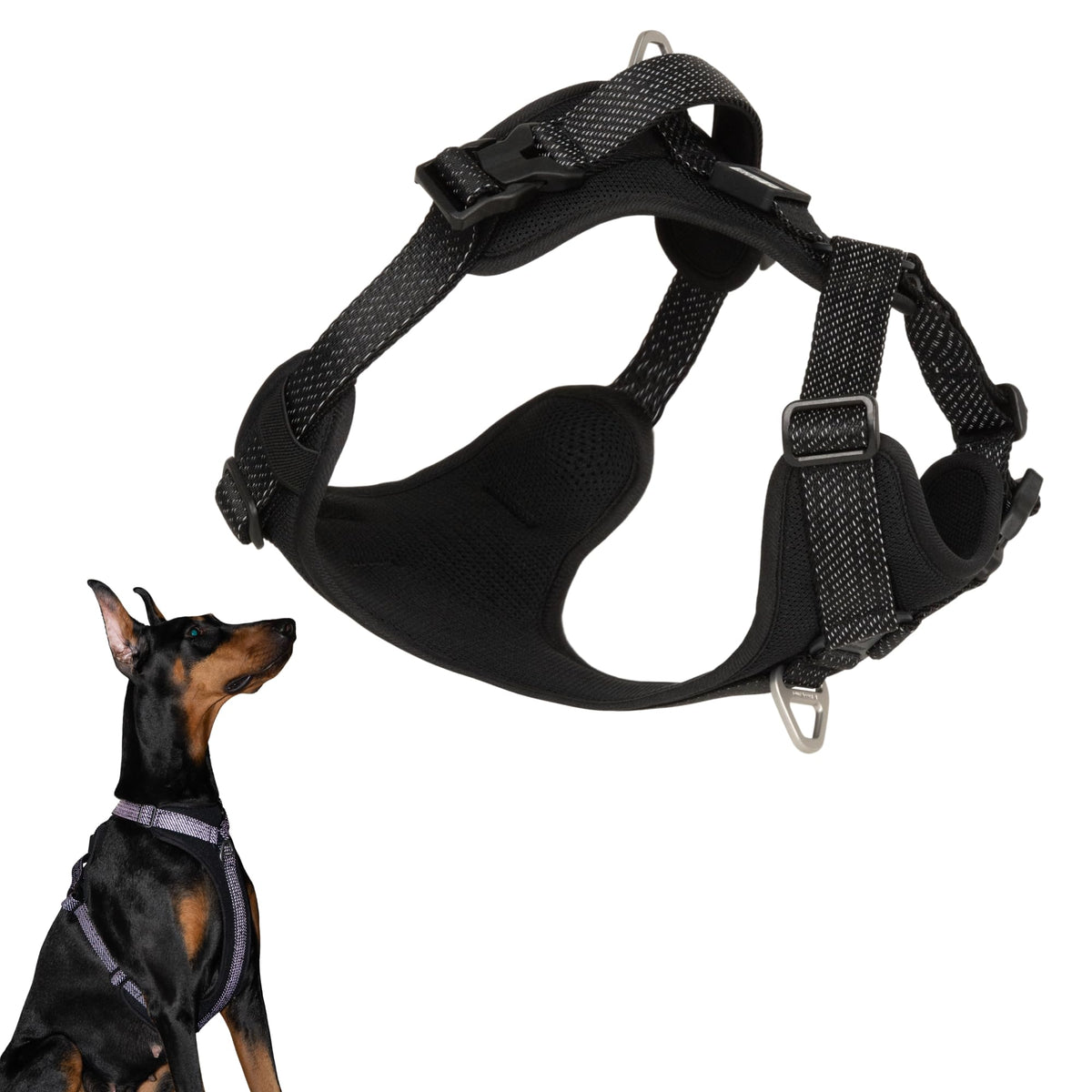 Harnais BuddyArmor forme en H ajusté pour un confort optimal lors des sorties.