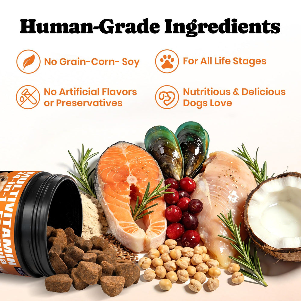 BuddyCheer Chien – soutien énergie générale et vitalité via antioxydants.