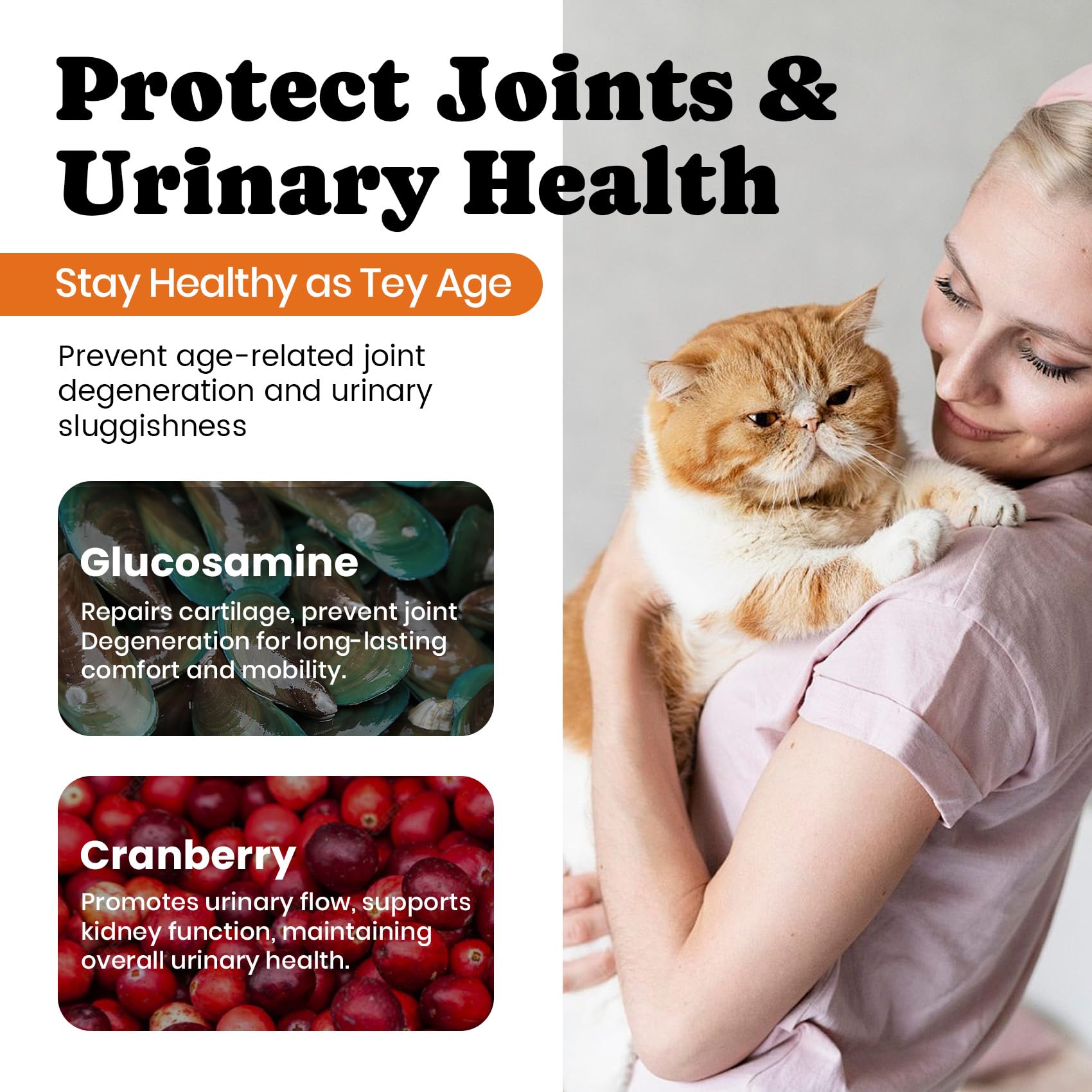 BuddyCheer appétence accrue chez les chats d’intérieur, plaisir de manger.