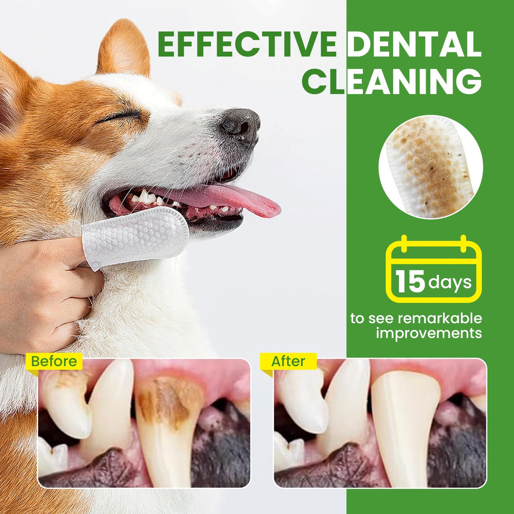 Usage quotidien des lingettes BuddyCheer pour chiens