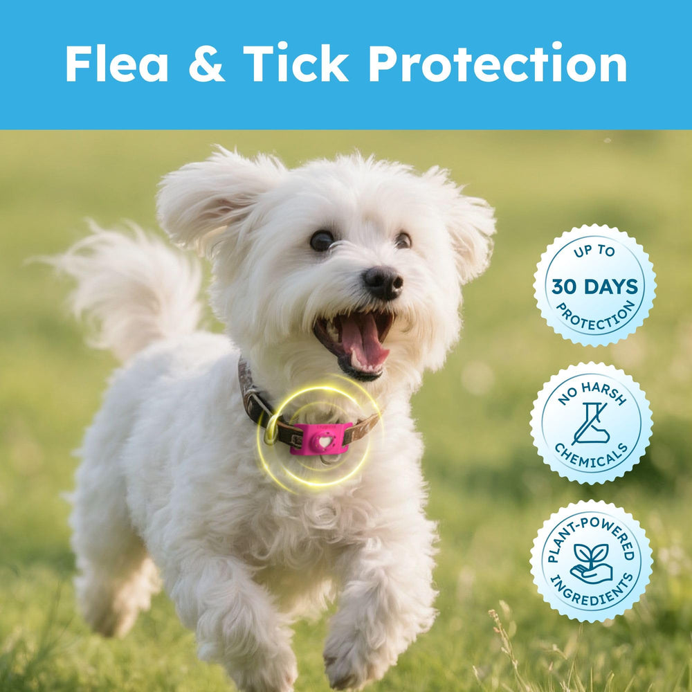 BugMD Paw Guardian – Léger et confortable pour une utilisation quotidienne.