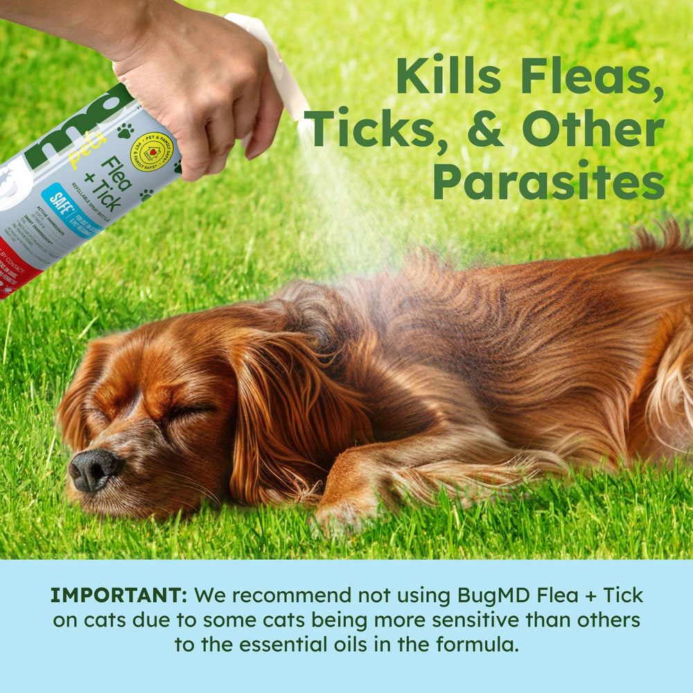 BugMD Spray Puces et Tiques sur chenils, zones de repos propres.