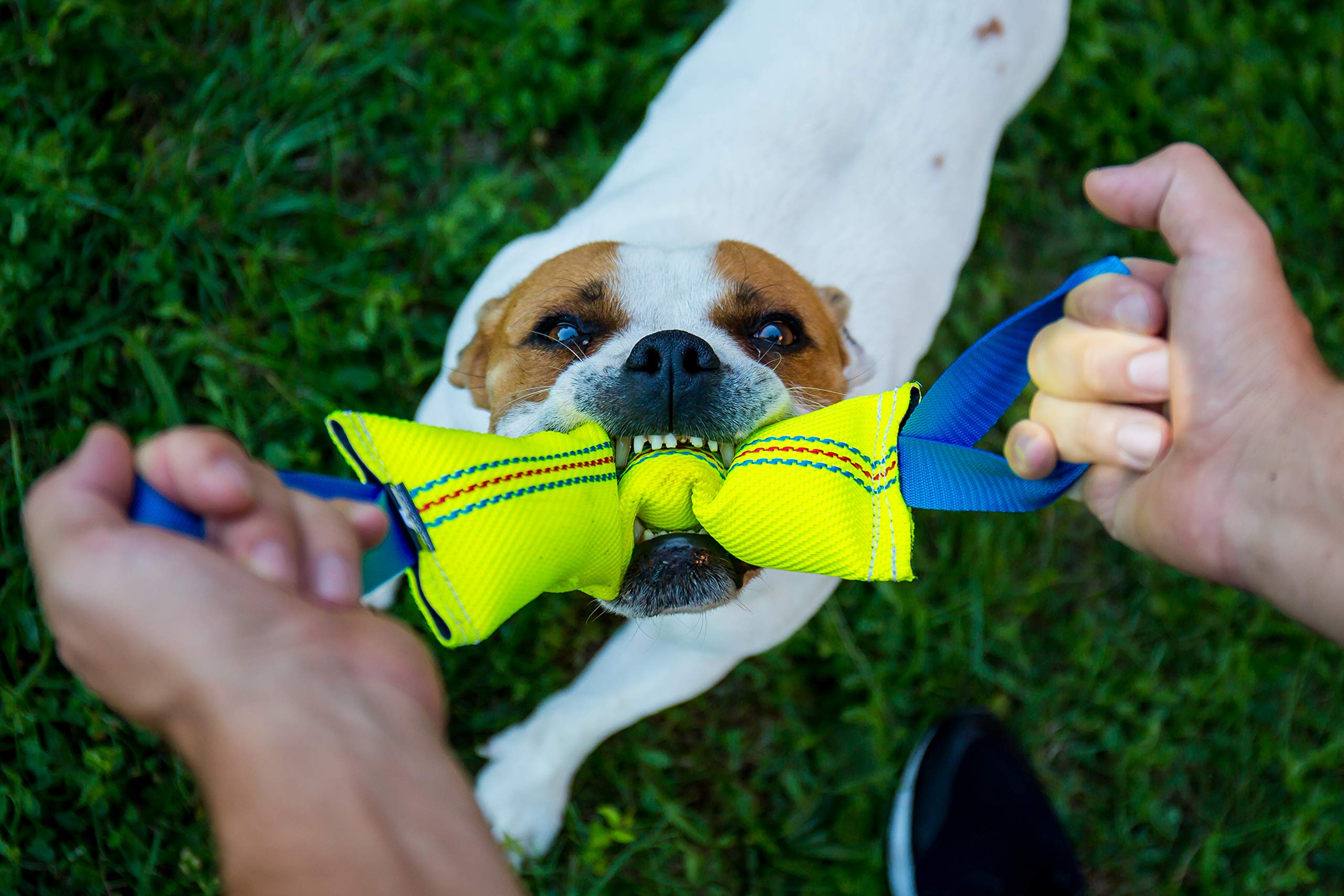 Bull Fit entraînement chiens de tailles moyennes à grandes avec ce jouet