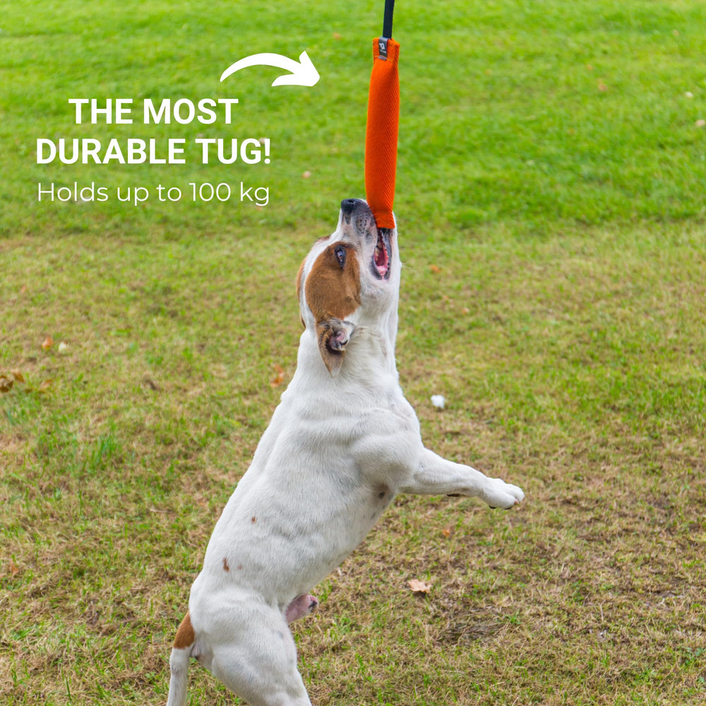 Bull Fit K9 Tug compatible avec l entraineur pour entrainement guide