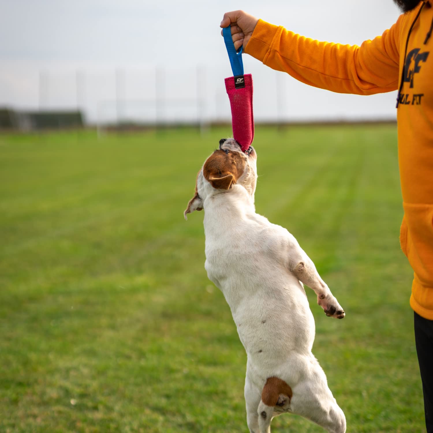 Bull Fit K9 Tug securite et plaisir pendant l entrainement