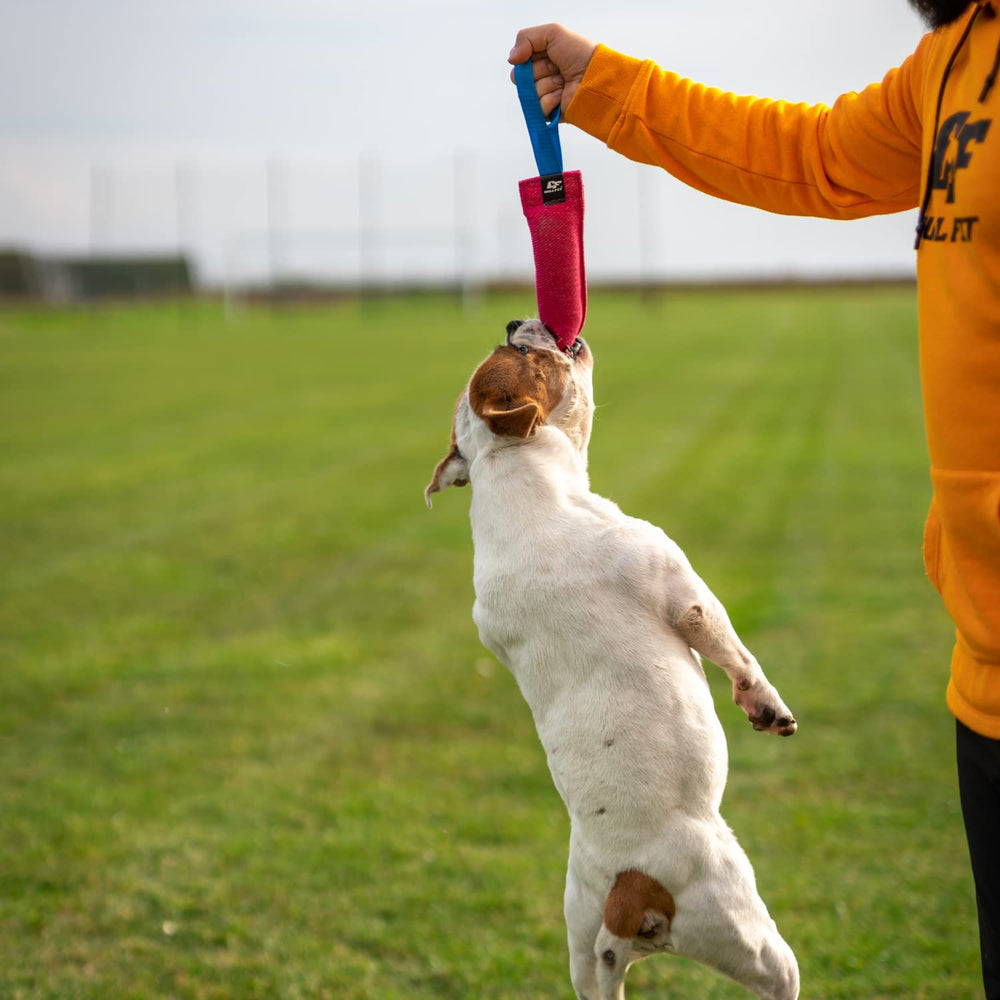 Bull Fit K9 Tug securite et plaisir pendant l entrainement