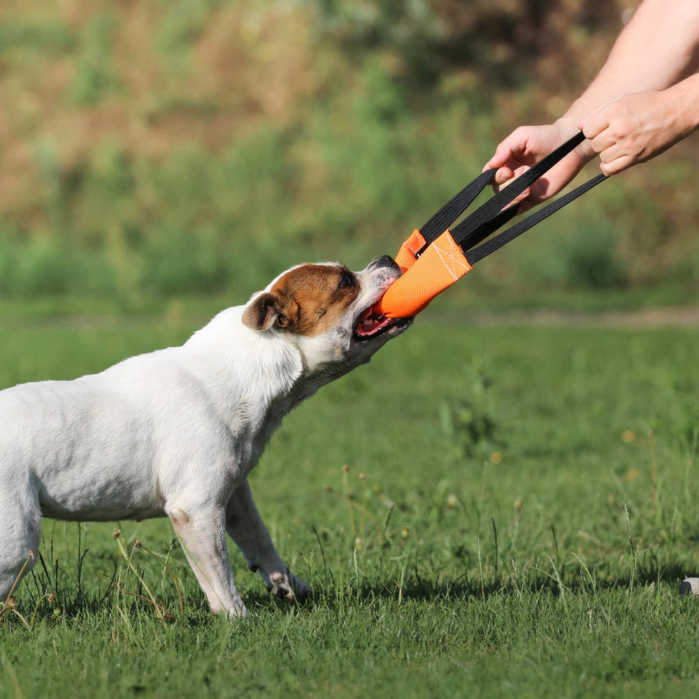 Bull Fit poignees-bungee douces chien orange, confort pendant l'entraînement.