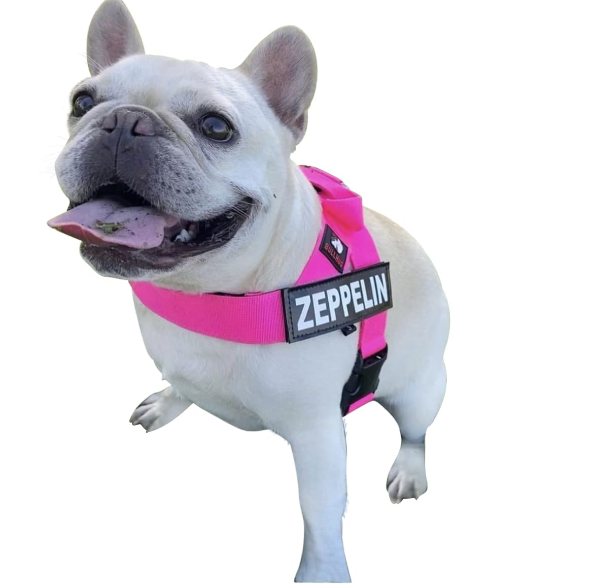 Patch BullHug personnalisables pour nom ou statut lors des promenades