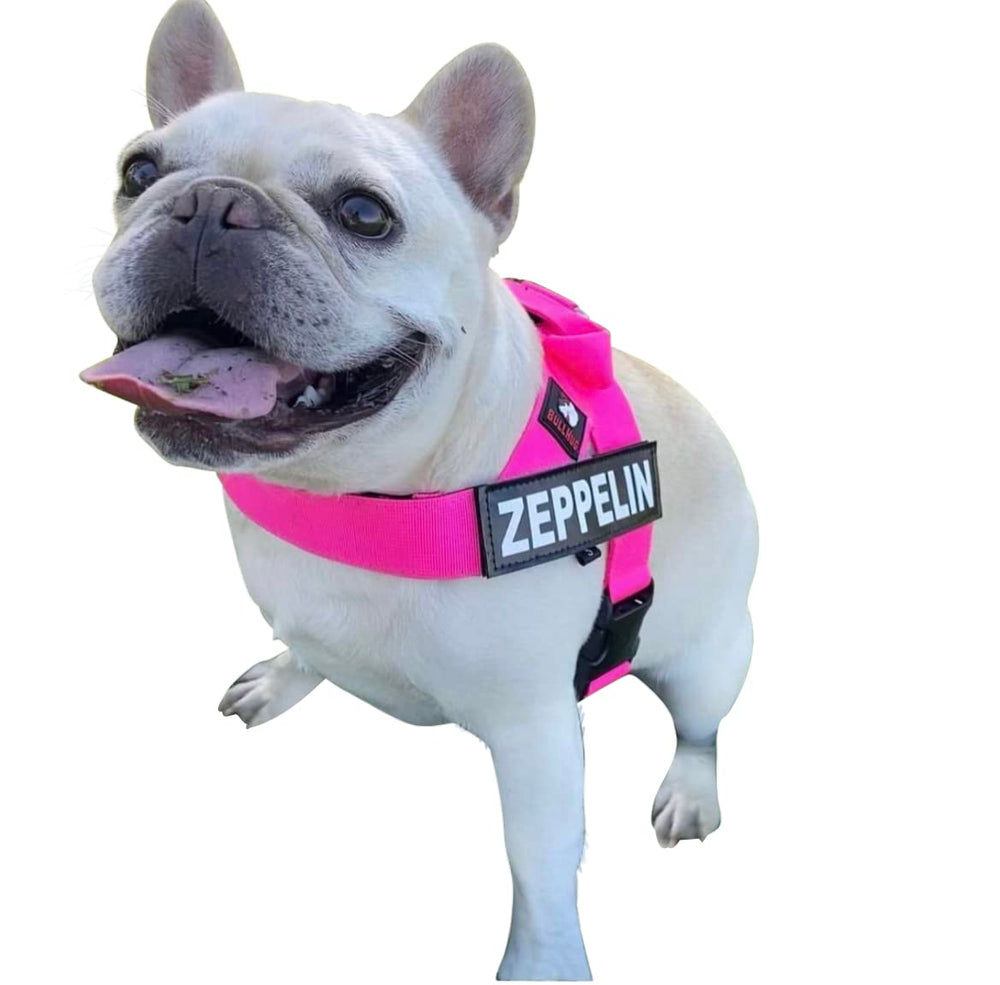 Patch BullHug personnalisables pour nom ou statut lors des promenades