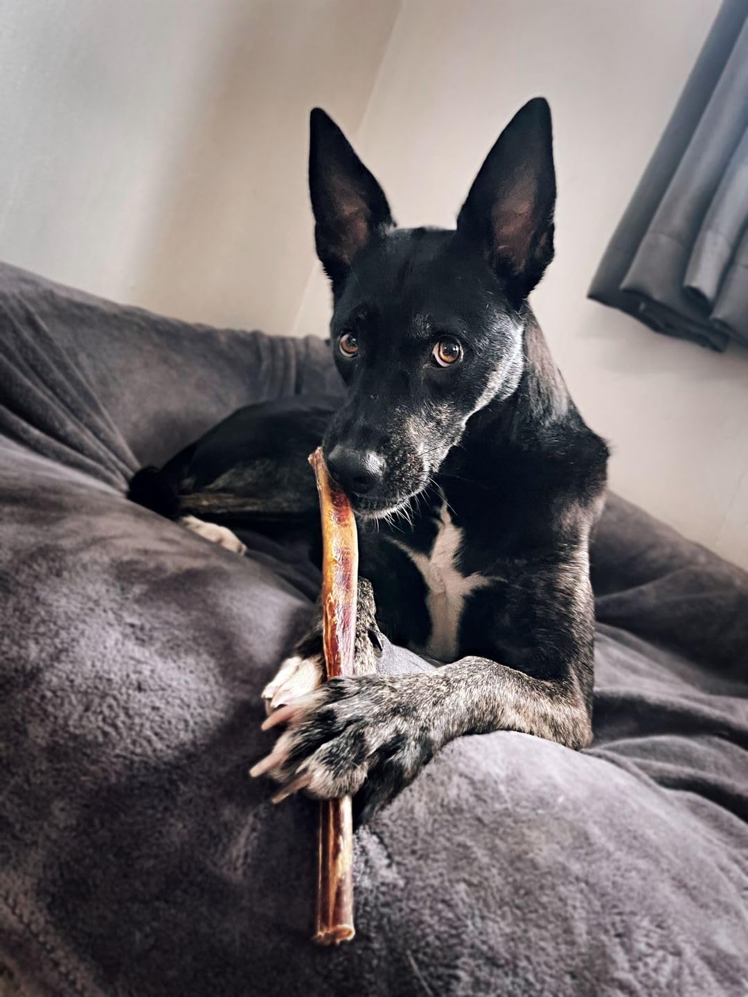 Bully Bunches friandise 12 pouces favorise plaisir et distraction chez les chiens actifs.