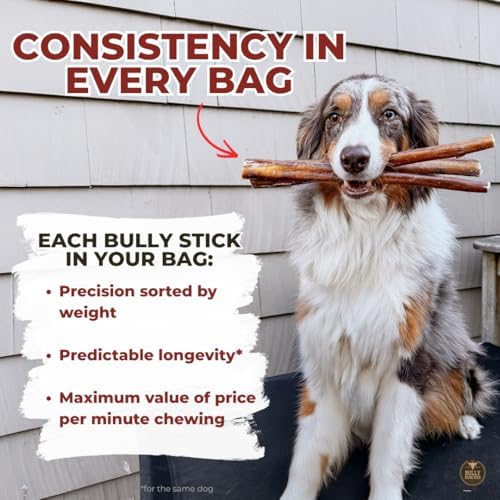 Session de mâchage durable avec Bully Bunches 6-pouces.