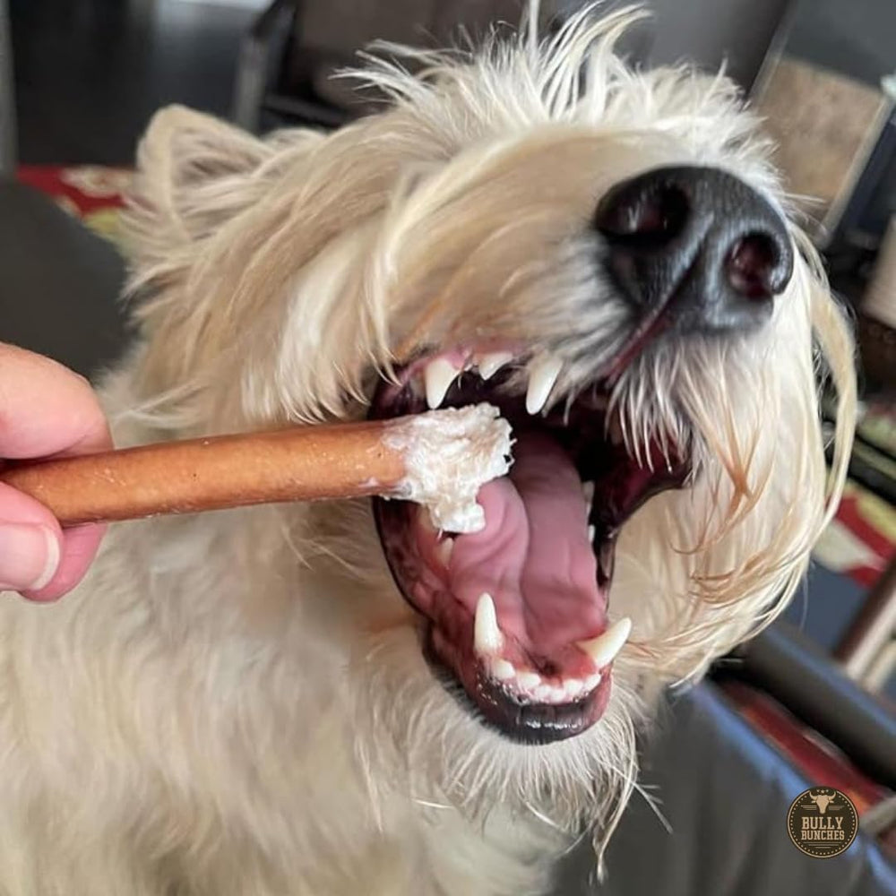 Bully Bunches petit chien, plaisir sain quotidien.