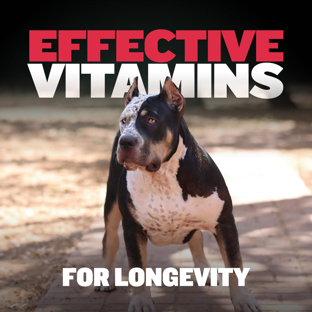 Bully Max Cerveau Énergie Chien: stimulation cognitive et concentration.