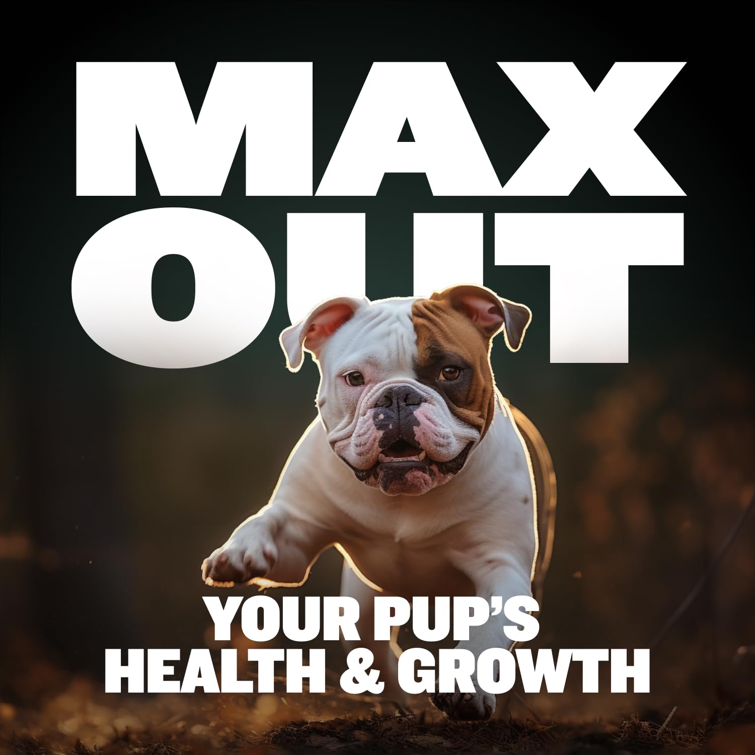 Colostrum riche pour muscles et immunité chez chiots