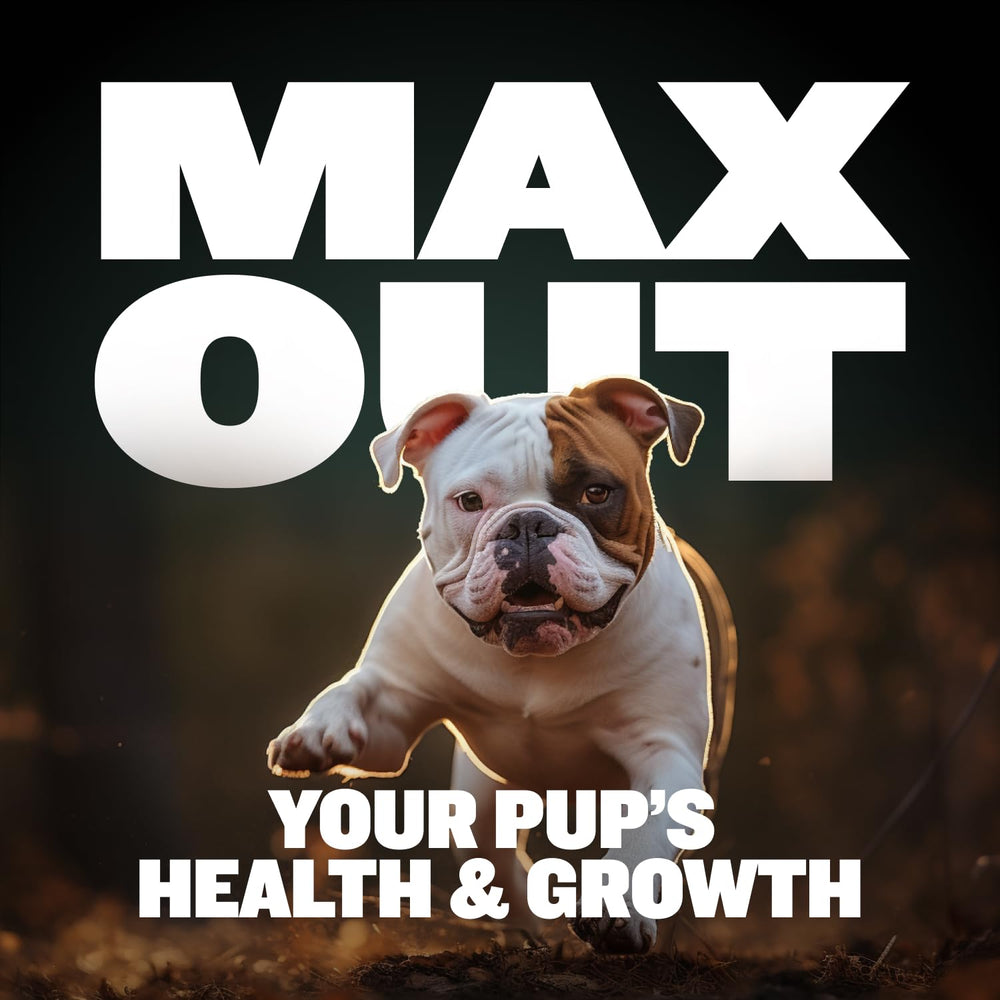 Colostrum riche pour muscles et immunité chez chiots