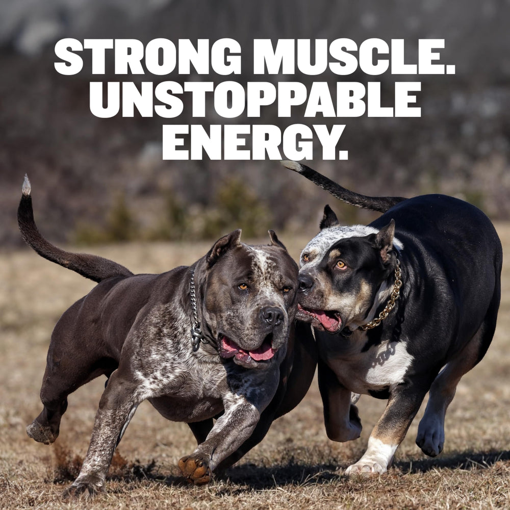Bully Max croquettes protéine 30pourcent : soutien musculaire pour chiens actifs.