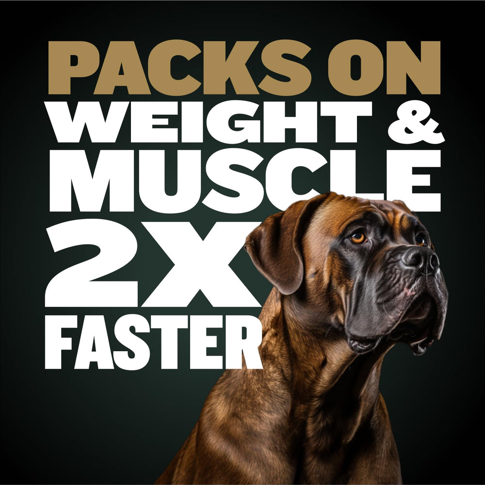 Bully Max Pro 2X graines de lin, ingrédient sain pour digestion et peau.