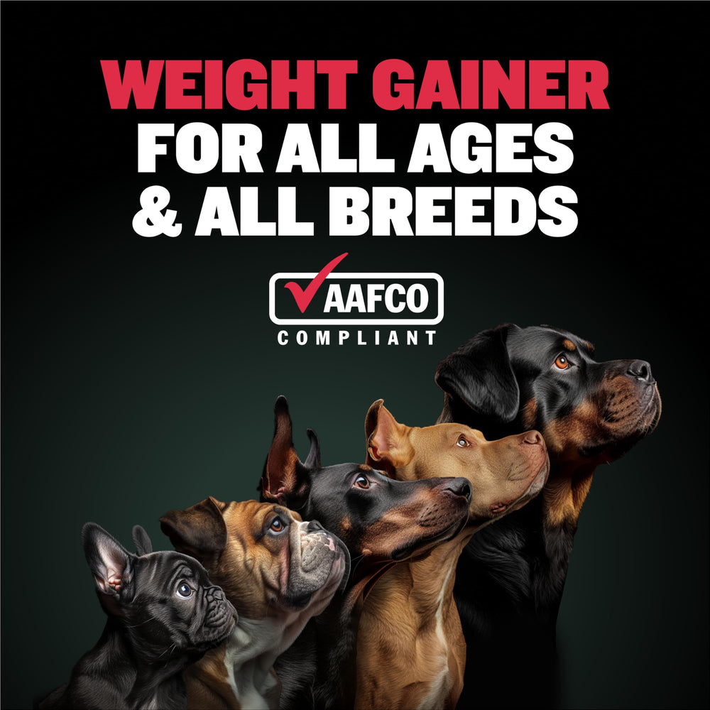 Bully Max Probiotiques : soutien digestion et immunité pour chien.