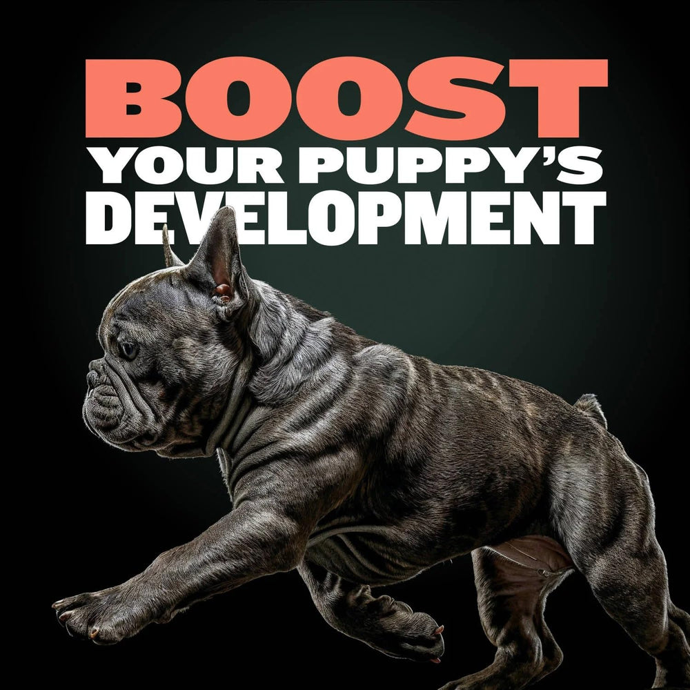 Bully Max Texture Molle : friandise facile à mâcher pour chiots en formation.