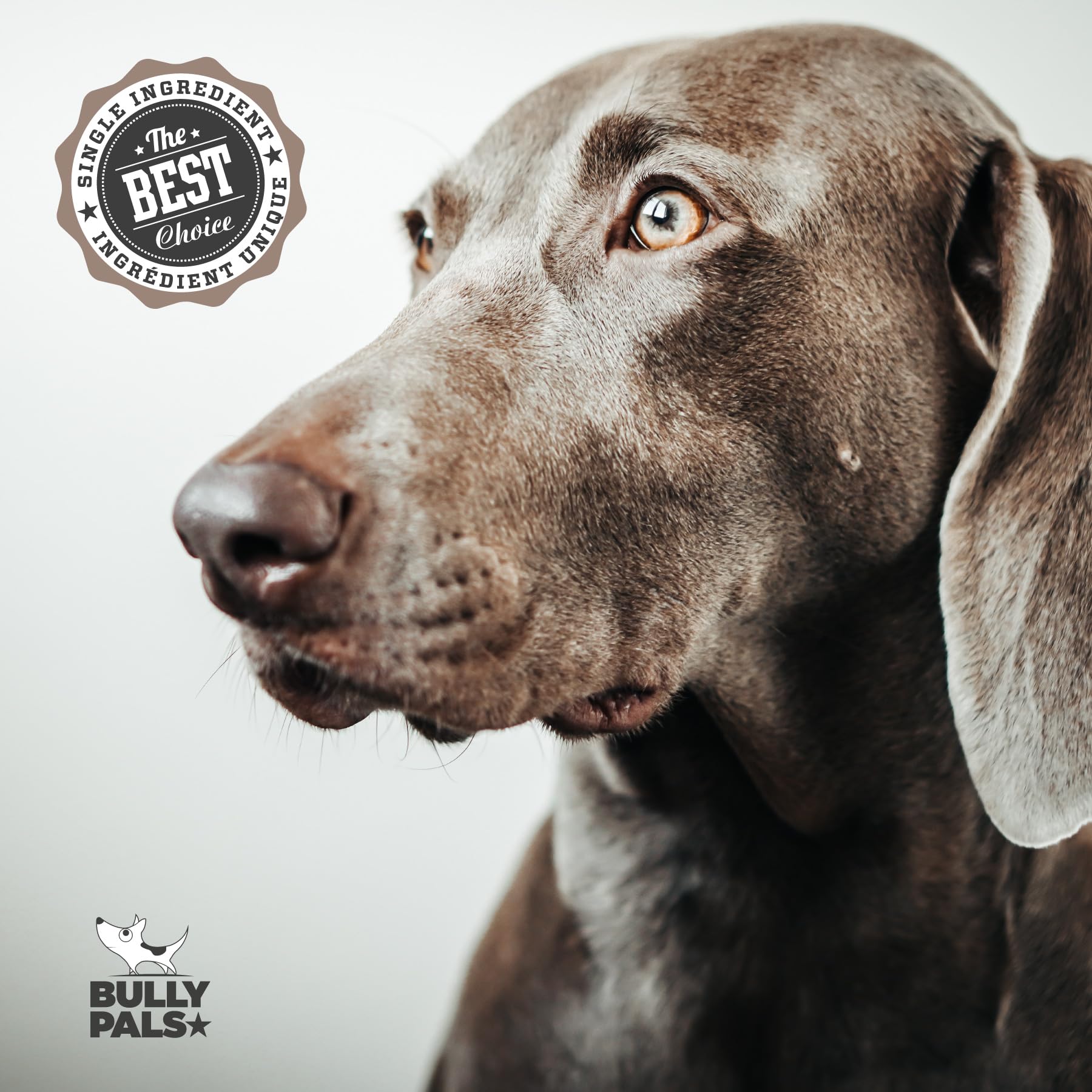 BULLY PALS usage-quotidien : snack durable pour sessions de jeu et détente.