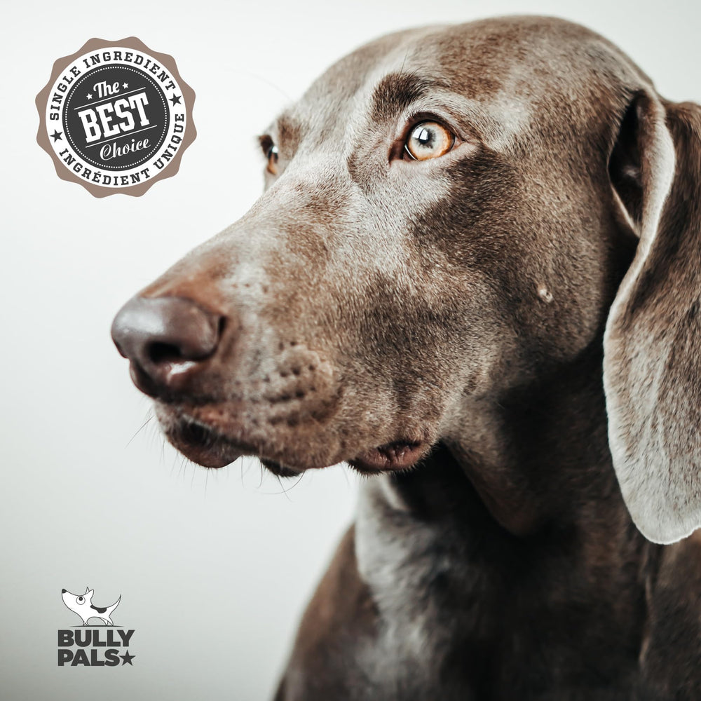 BULLY PALS usage-quotidien : snack durable pour sessions de jeu et détente.