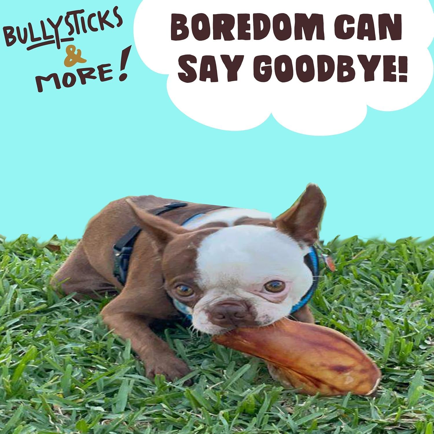 Bullysticks & More: sans cuir, oreilles porc entieres, friandise durable pour chien.