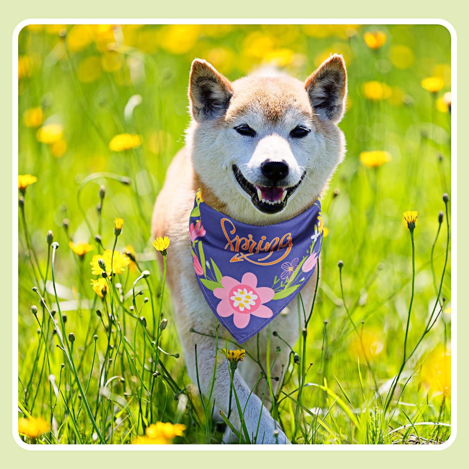 Bandanas Bulyoou cadeau parfait pour animaux, anniversaires et surprises.