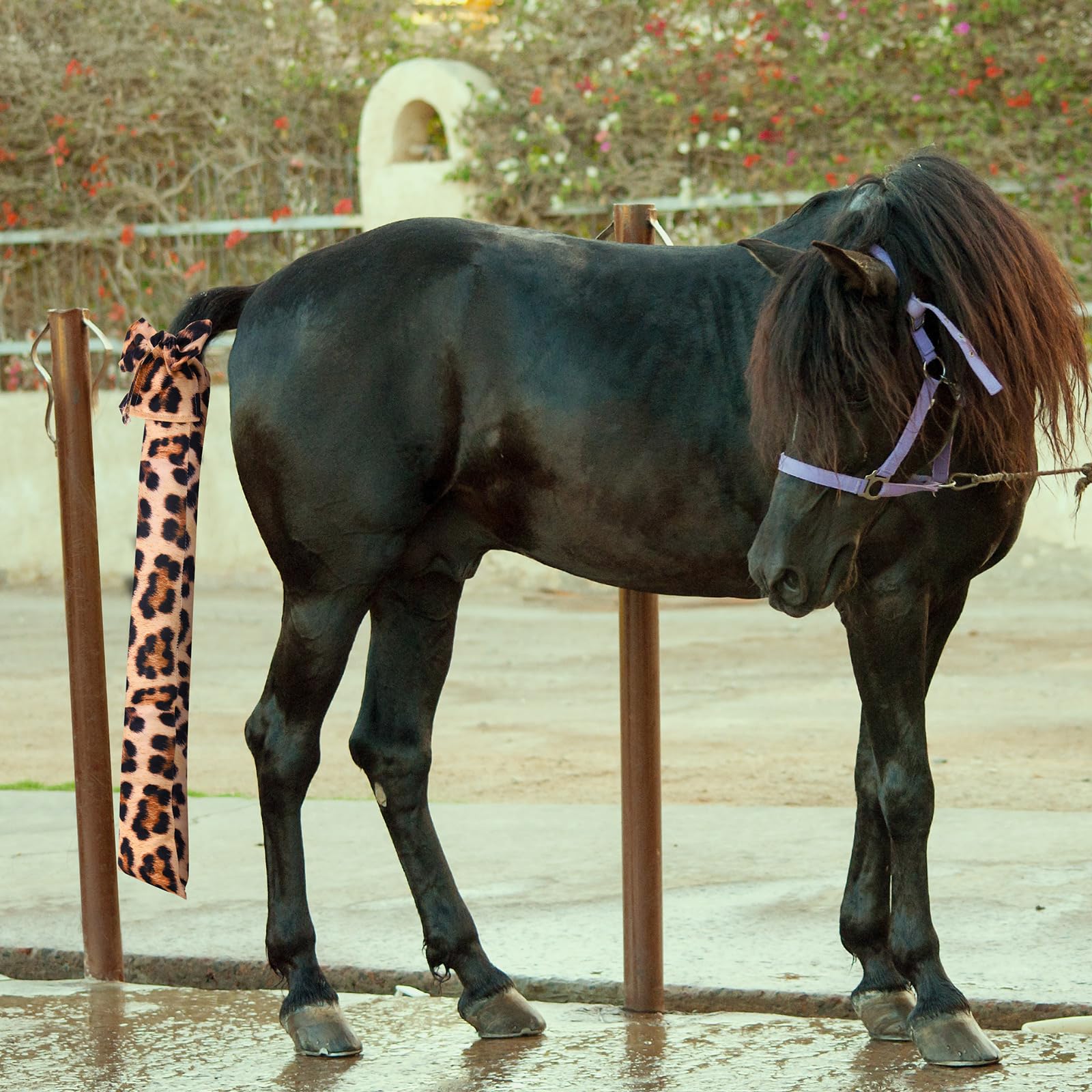 Ensemble multicolore Bulyoou queue cheval, variation d apparence rapide.