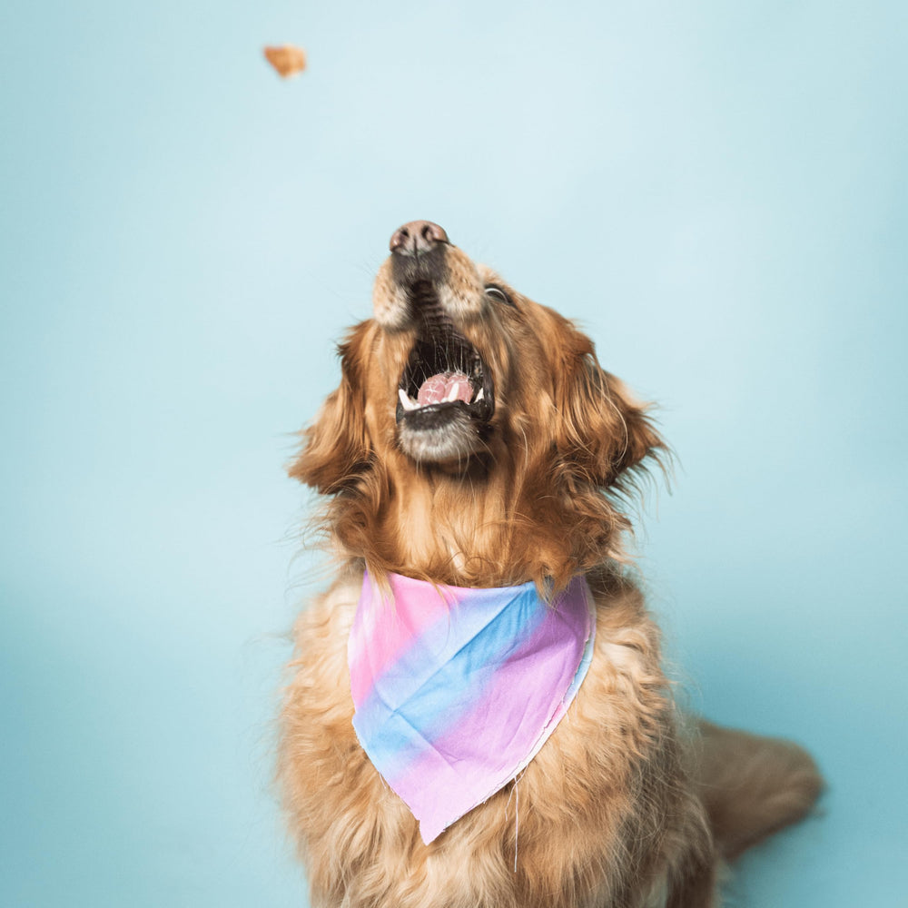 Option sans céréales et sans poulet de Bundle x Joy pour chiens sensibles