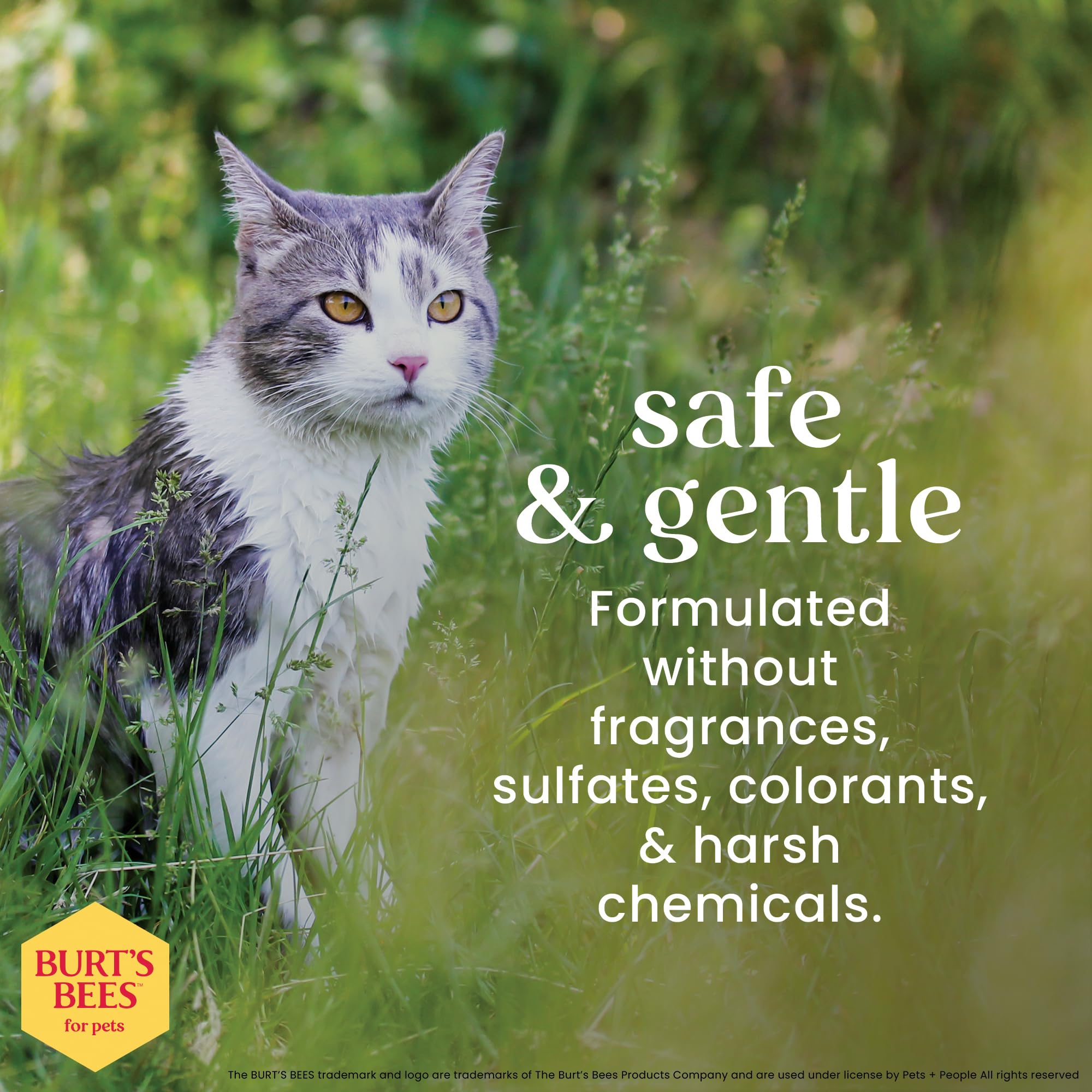 BURT'S BEES FOR PETS Shampoing intérieur, parfait pour les chats d’appartement.