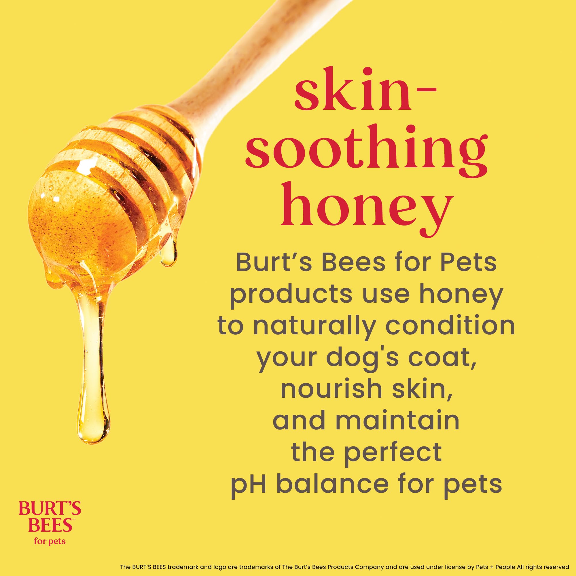 Massage auriculaire avec Burt's Bees for Pets, nettoyage approfondi et confort pour l'oreille canine.