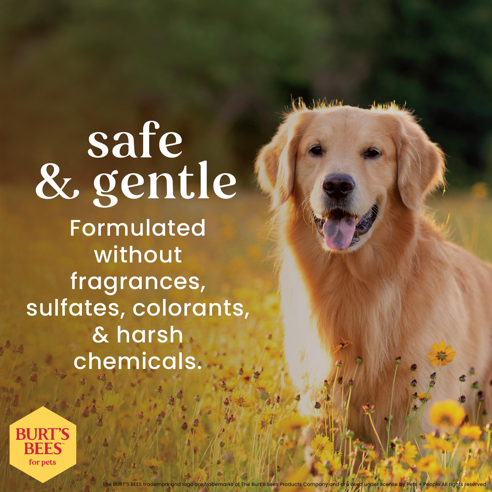 BURT'S BEES FOR PETS application au coton pour nettoyage des yeux.