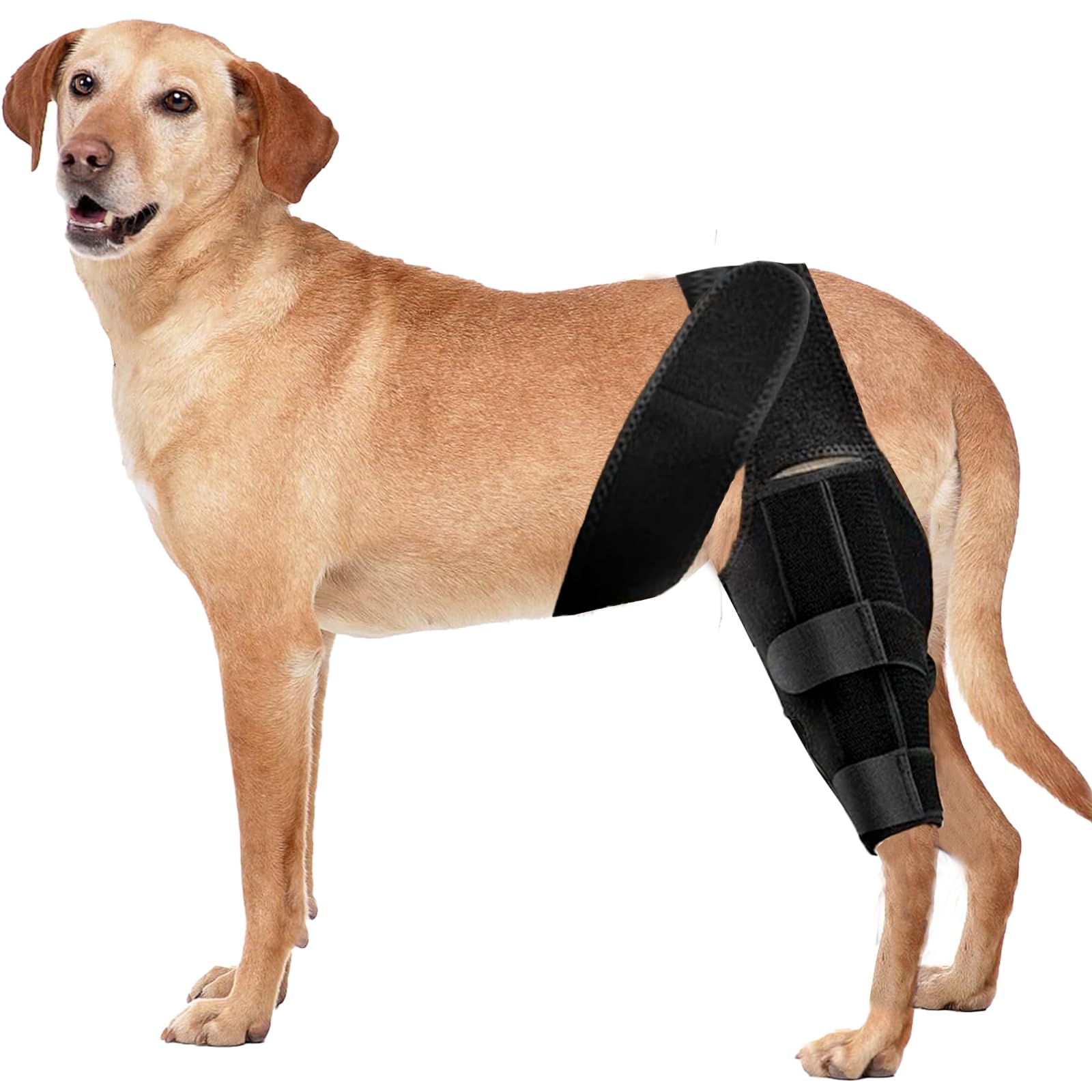 Buteoutzzl Attelle Genou Chien: soutien polyvalent pour pattes avant et arrière.