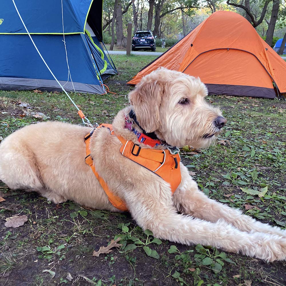 BV câble d'attache chien jardin robuste, installation facile et durable.