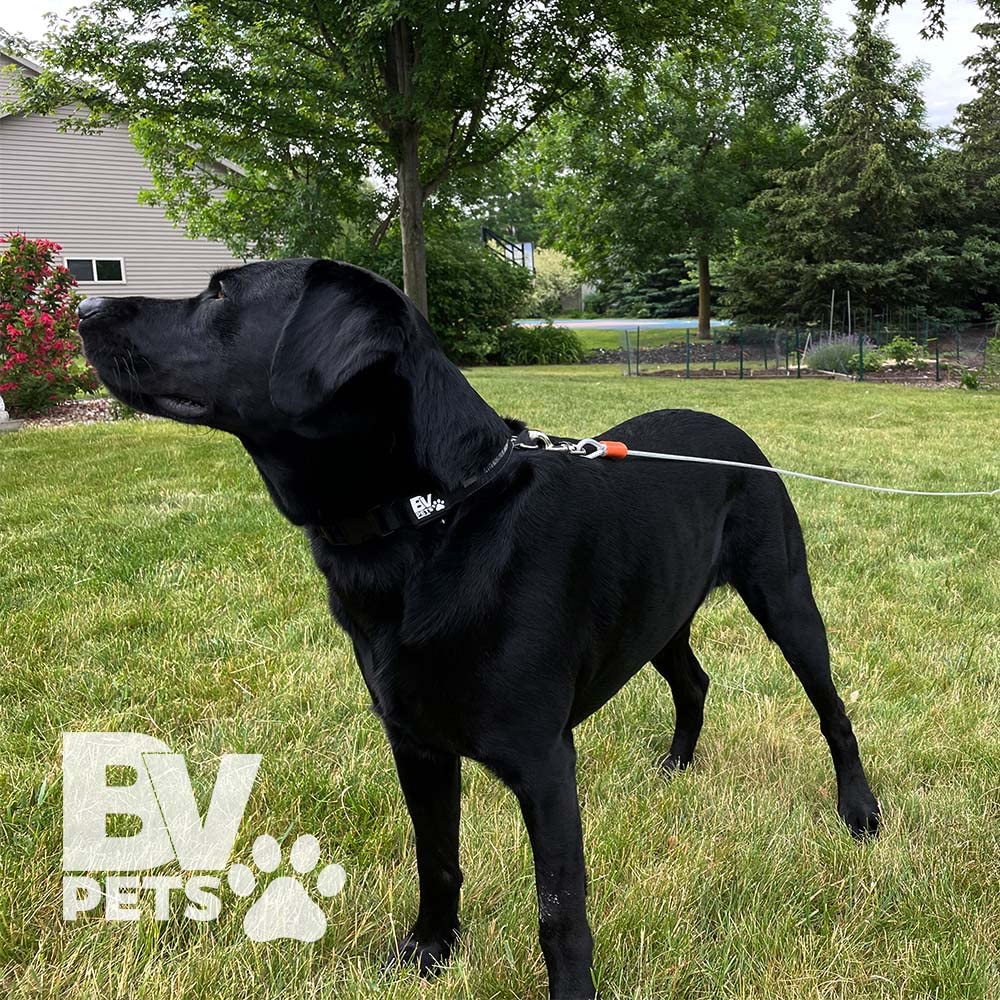 BV câble d'attache chien réfléchissant pour sécurité nocturne lors des sorties.