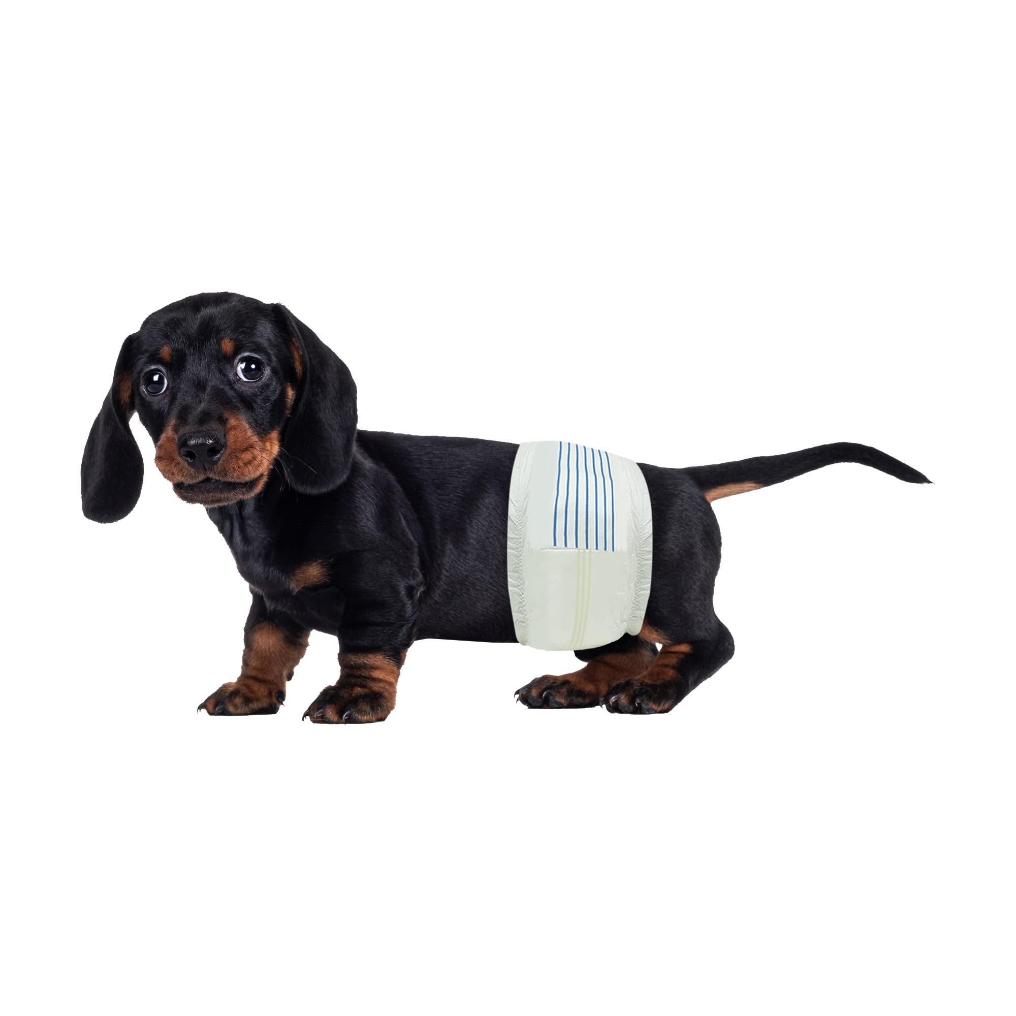 BV couches chien mâle, taille-ajustable, confort sûr pour les longues promenades