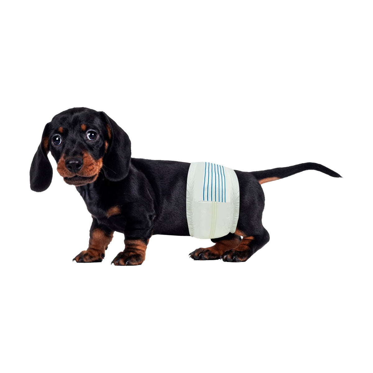 BV couches chien mâle, taille-ajustable, confort sûr pour les longues promenades