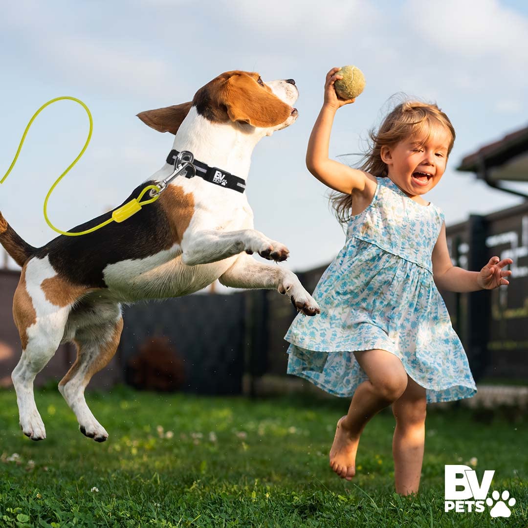 BV visibilité jaune en soirée, aide à repérer rapidement votre chien.