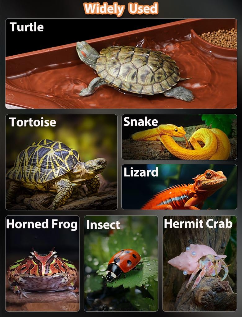 BZCWHWY utilisations-reptiles-multiples: idéal pour tortues et autres reptiles, hydratation et repos aquatique.