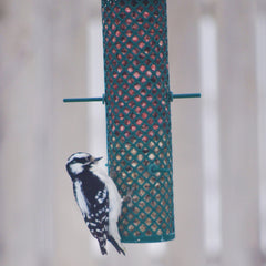 Bouchées aromatisées fruits rouges C&S en action, dégustées par des oiseaux.